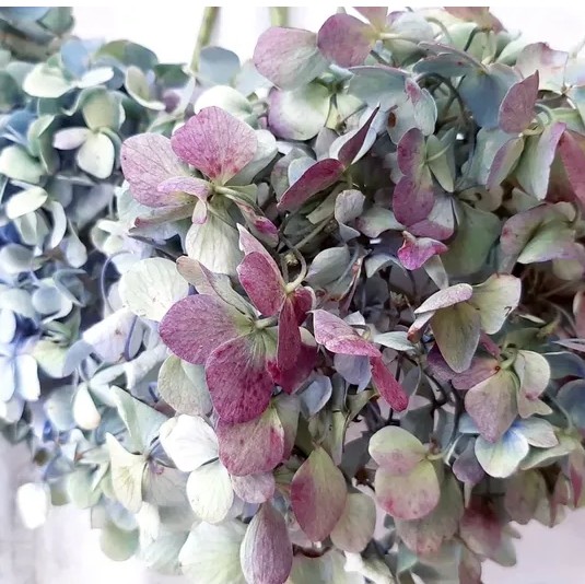 クリエイティブ花咲