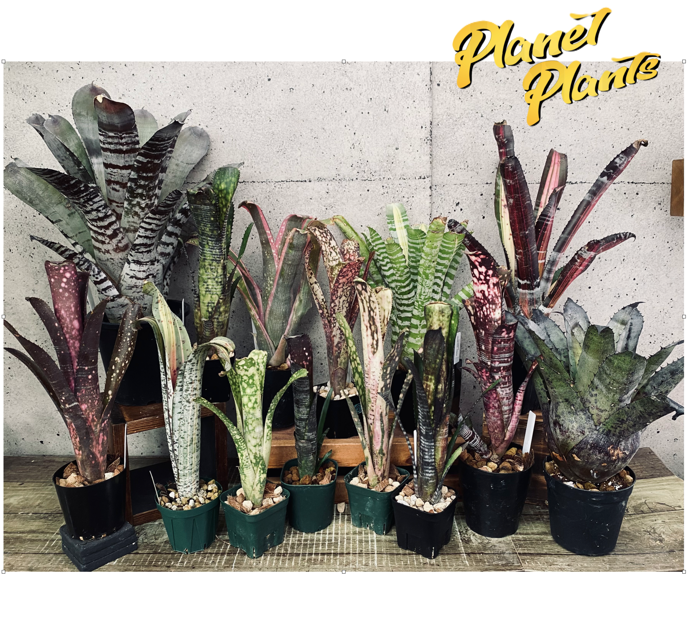 Planet Plants